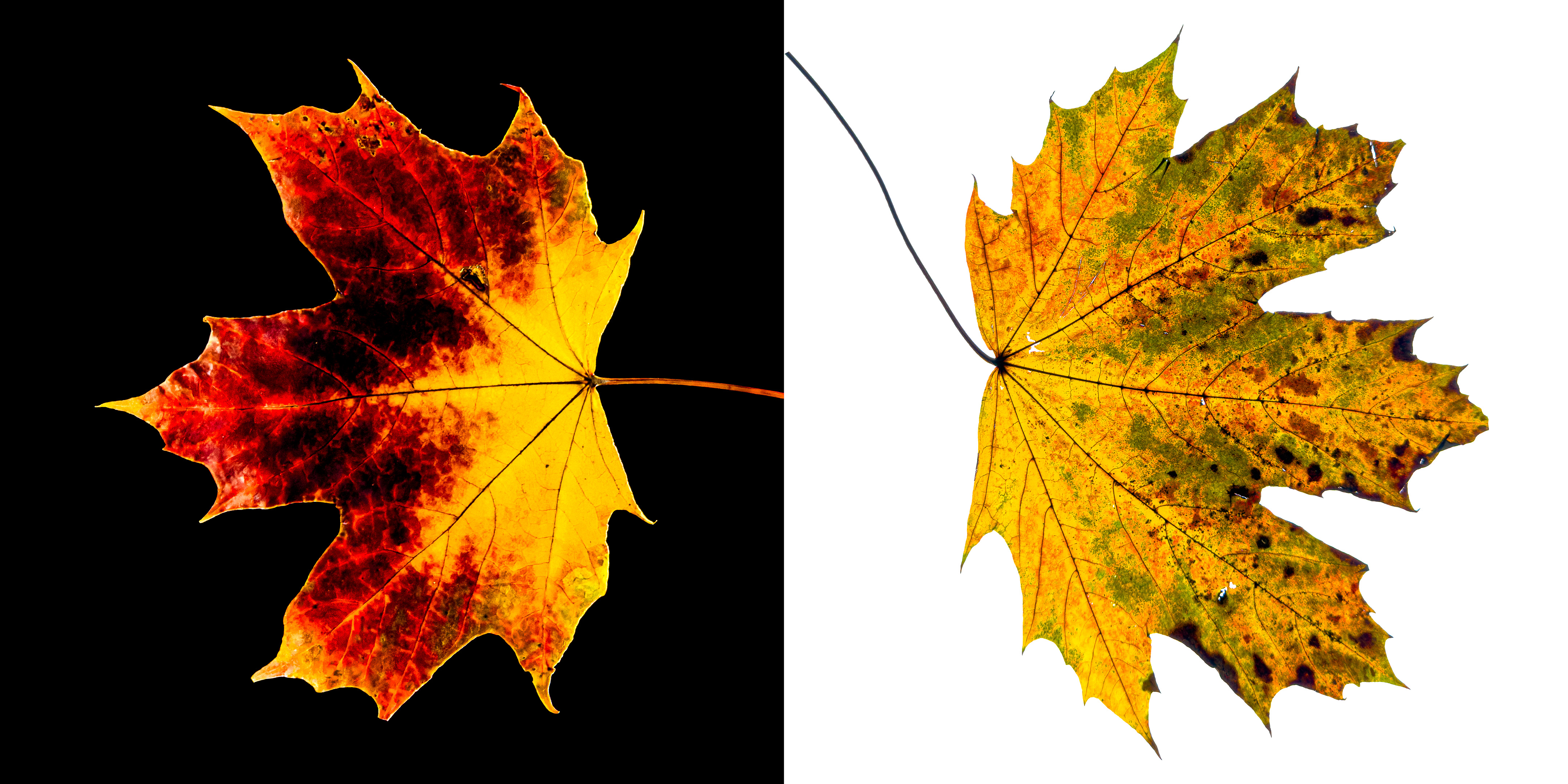 2024.09.25 13.59.43 uhd iphone 16 pro 