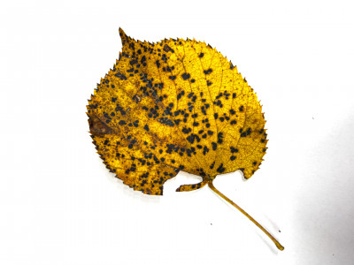 2025.10.316.13.12  iphone7 pro max uhd  karsten gander  