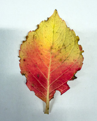 2025.10.316.43.01  iphone7 pro max uhd  karsten gander  