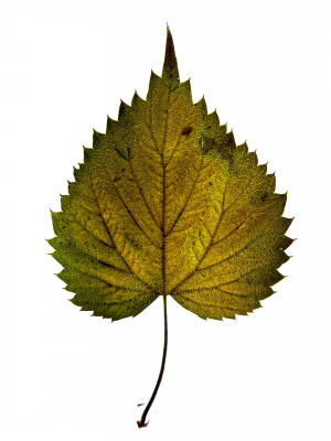 2025.10.317.03.27  iphone7 pro max uhd  karsten gander  