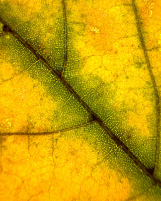 2025.10.317.11.58  iphone7 pro max uhd  karsten gander  