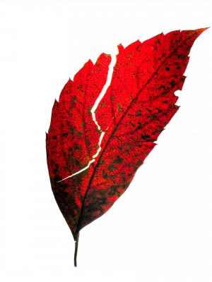 2025.10.317.14.18  iphone7 pro max uhd  karsten gander  