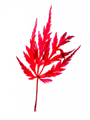 2025.10.317.18.45  iphone7 pro max uhd  karsten gander  