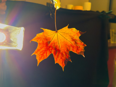 2025.11.146.46.33  iphone7 pro max uhd  karsten gander  