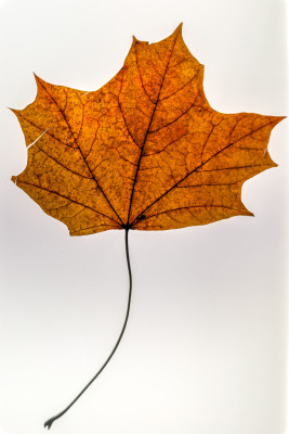 2025.11.146.48.33  iphone7 pro max uhd  karsten gander  