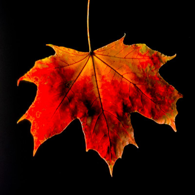 2025.11.146.56.28  iphone7 pro max uhd  karsten gander  