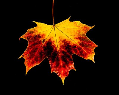 2025.11.147.02.38  iphone7 pro max uhd  karsten gander  