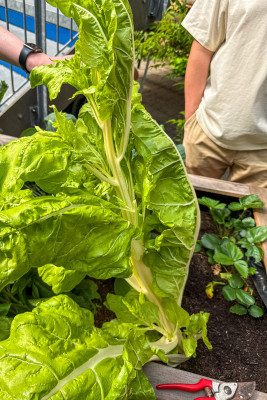 2025.06.066.12.14   uhd    