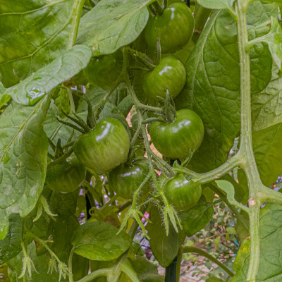 2025.08.297.17.25  iphone6 pro uhd    