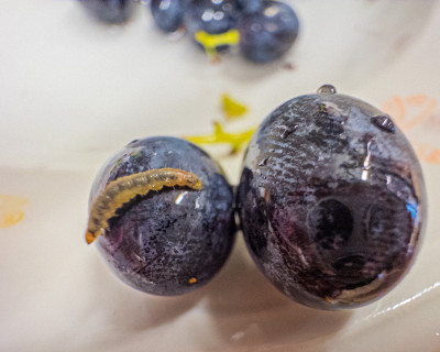 2025.08.297.40.09  iphone6 pro uhd    