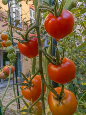 2025.09.125.42.41  iphone6 pro uhd    