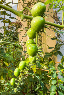 2025.09.125.44.42  iphone6 pro uhd    